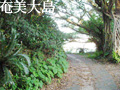 奄美大島サーフトリップ　2008年11月